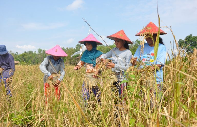 Cara Memanen Padi Tradisional tanpa Menghilangkan Kualitas