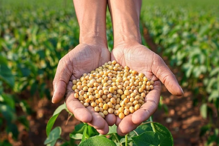 Langkah Awal Usaha Kedelai