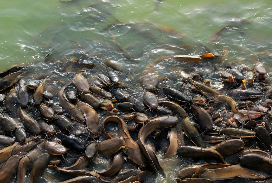 pelatihan usaha ternak lele