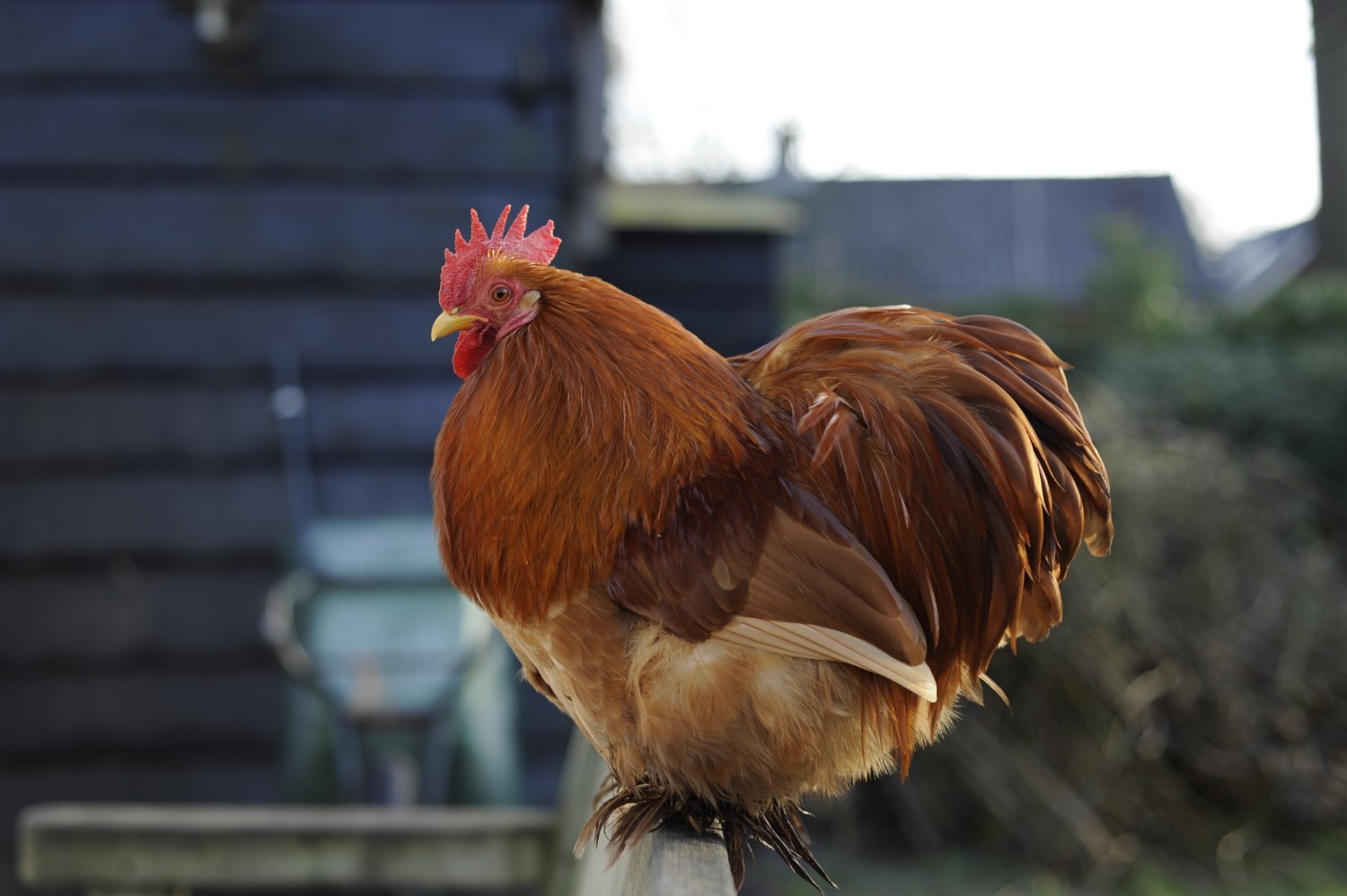 cara mencabut bulu ayam cepat