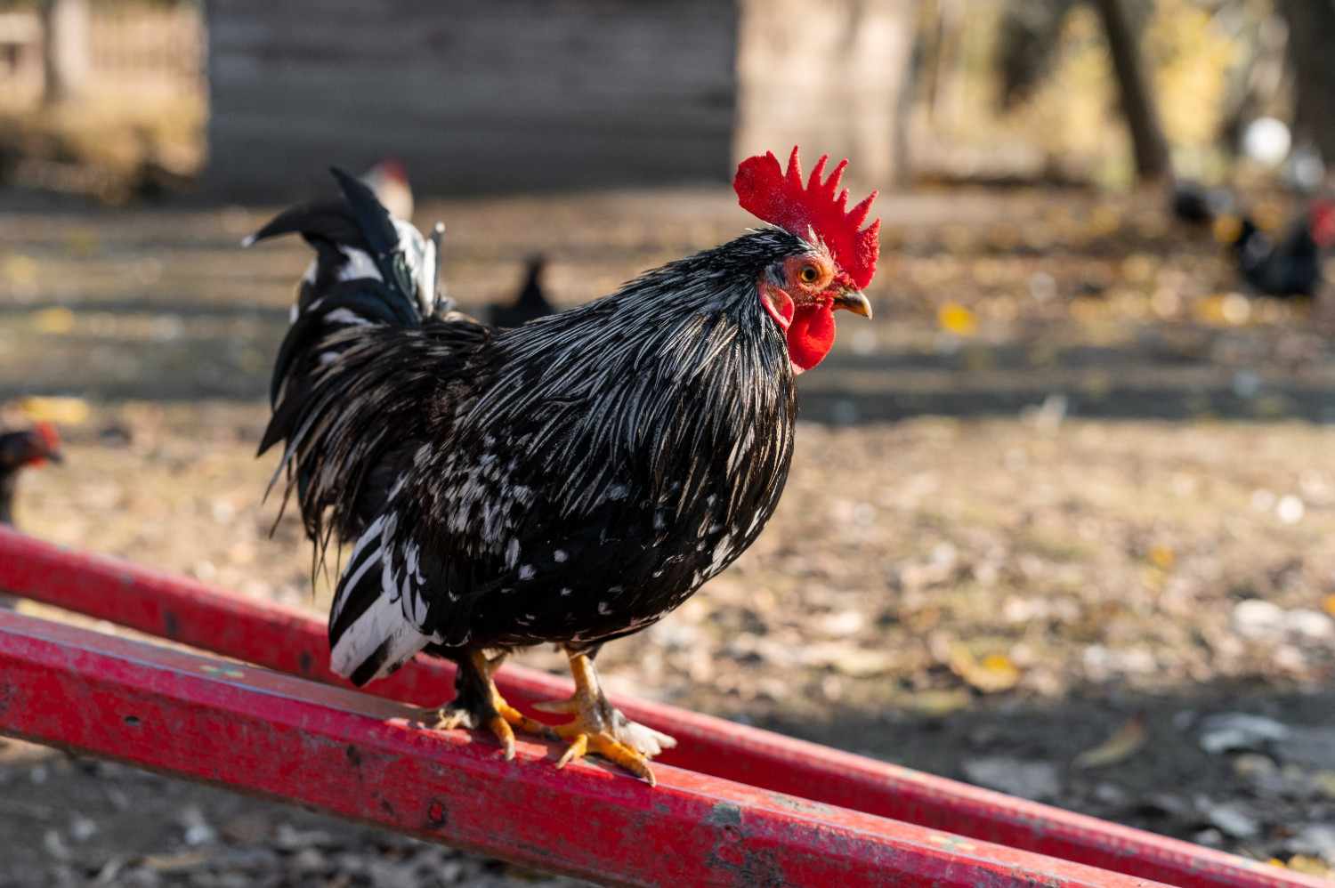 Prinsip Kerja Mesin Perontok Bulu Ayam