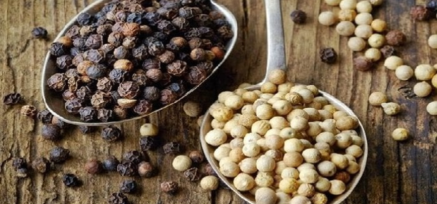 Modernisasi Pengolahan Lada Petani Strategi Cerdas Tingkatkan Kualitas Dan Daya Saing