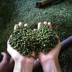 Program Pemerintah Pascapanen Lada Upaya Tingkatkan Kualitas Dan Nilai Jual Petani