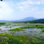 Mengubah Lahan Rawa Tidak Produktif Menjadi Lebih Bernilai