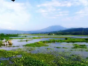 Mengubah Lahan Rawa Tidak Produktif Menjadi Lebih Bernilai