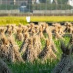 Cara Kerja Mesin Pengupas Gabah yang Efisien Modern