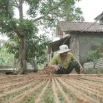 Proses dan Cara Membuat Jaring Cocomesh Tradisional Menggunakan Serat Kelapa