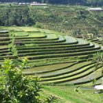 Langkah Efektif Pembuatan Rorak pada Lahan Perkebunan Kritis