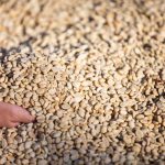 Cara Mengeringkan Kopi Agar Aroma Tetap Terjaga Sempurna