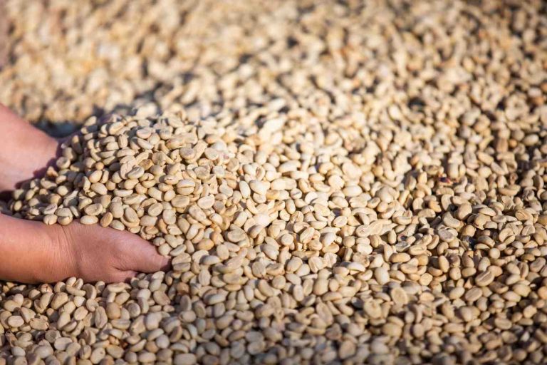 Cara Mengeringkan Kopi Agar Aroma Tetap Terjaga Sempurna