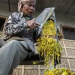 Penyebab Rajangan Tembakau Mudah Rusak dan Cara Mencegahnya