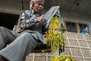 Penyebab Rajangan Tembakau Mudah Rusak dan Cara Mencegahnya