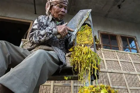 Penyebab Rajangan Tembakau Mudah Rusak dan Cara Mencegahnya