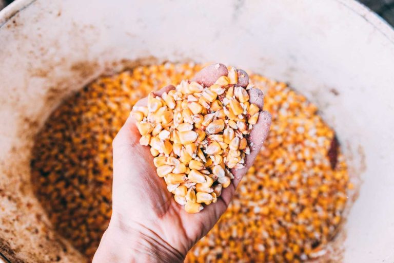 Efisiensi Tenaga Kerja pada Proses Pemipilan Jagung agar Lebih Cepat dan Produktif
