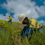 Pengaruh Iklim Terhadap Revegetasi Tambang yang Menentukan Keberhasilan Pemulihan Lahan